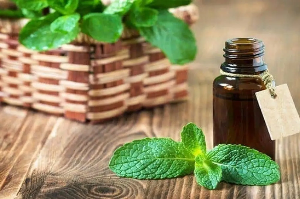 10+ Tinh dầu trị mụn đầu đen an toàn hiệu quả 11 tinh dau 11